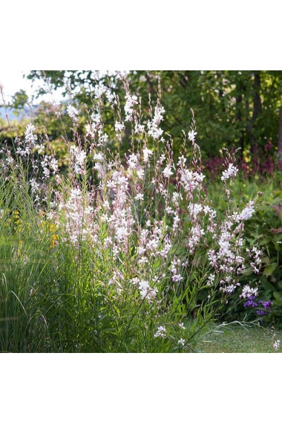 Гаура ’Whirling Butterflies’ у квітнику